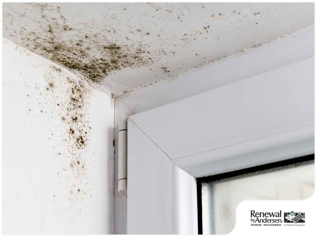 Mold Growth on Window Sills: Causes and Prevention